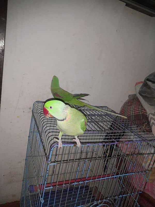 ringneck parrot 11