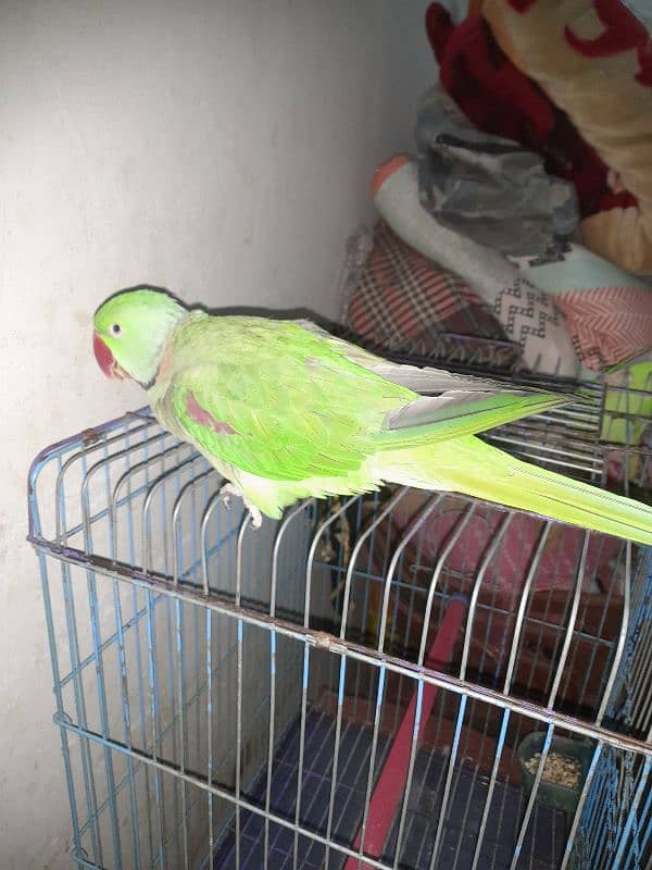 ringneck parrot 18