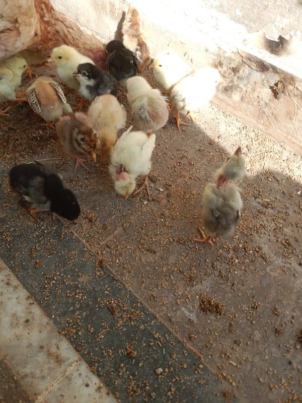 18 Aseel chicks top quality For sale 0