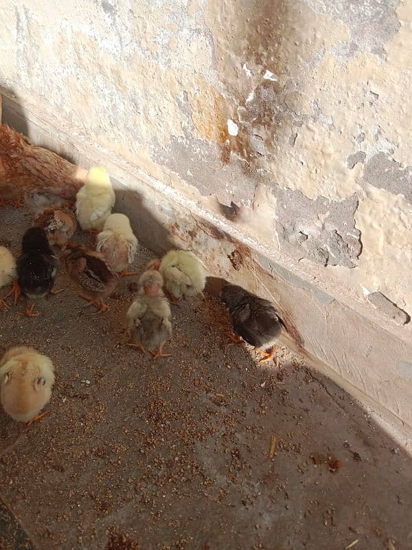 18 Aseel chicks top quality For sale 1