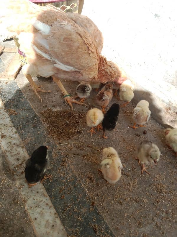 18 Aseel chicks top quality For sale 2