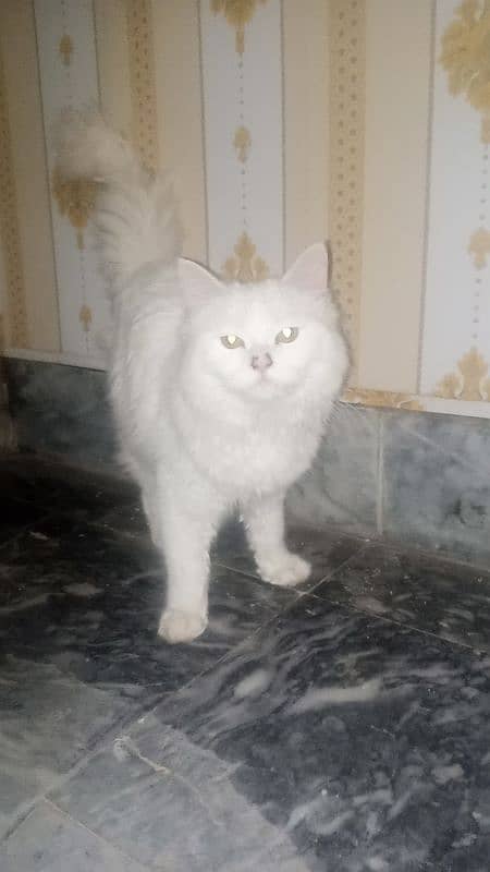 persian british cat 1