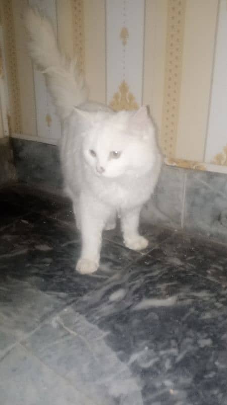 persian british cat 2