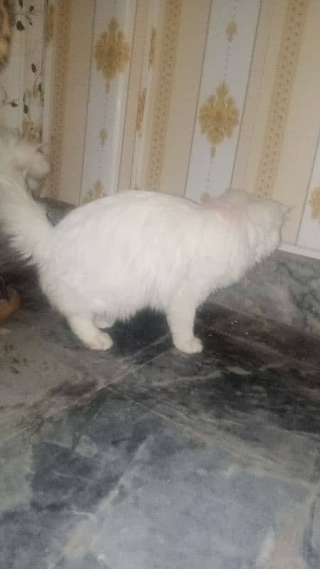 persian british cat 3