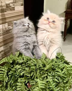 triple coated Persian kittens