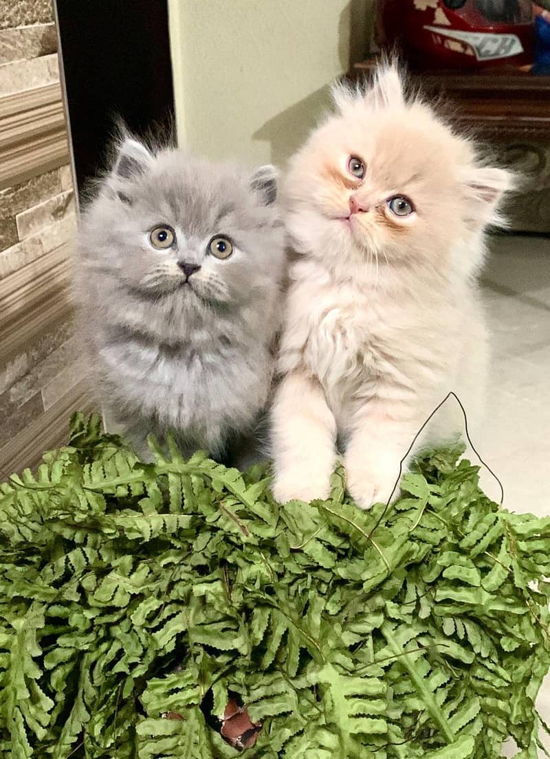 triple coated Persian kittens 1