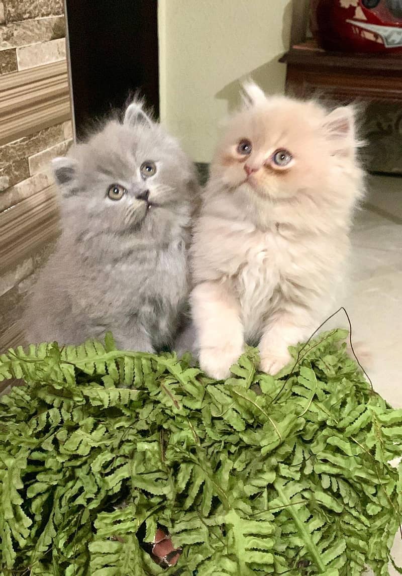 triple coated Persian kittens 2