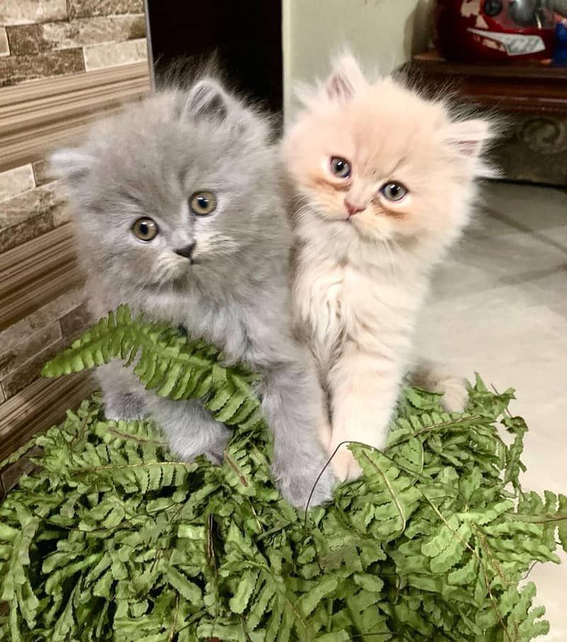 triple coated Persian kittens 4