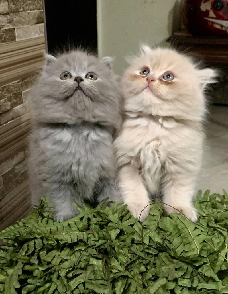 triple coated Persian kittens 5