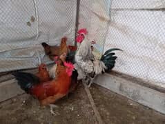 Eggs laying golden misri murgi available