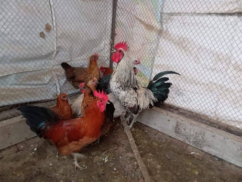 Eggs laying golden misri murgi available 0