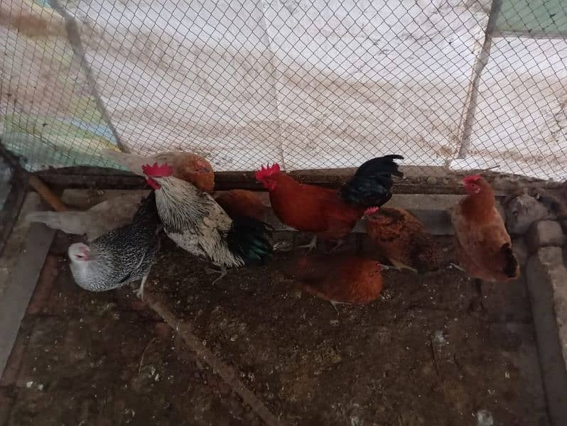 Eggs laying golden misri murgi available 1