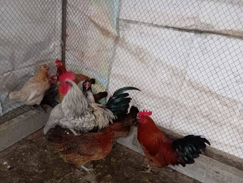 Eggs laying golden misri murgi available 2