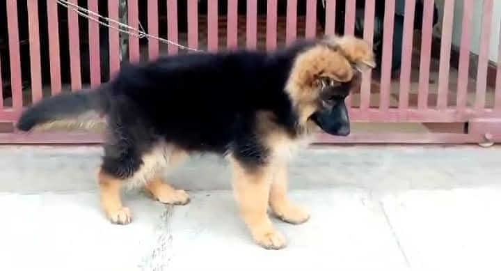 German shepherd dog for sale available 0