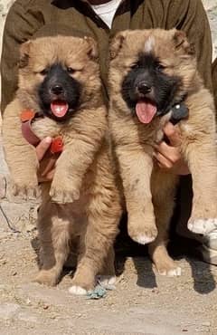 King Kurdish Kangal security dog 2 month pair for sale heavy bone