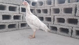 paper white aseel female for sale