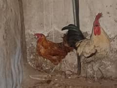 Egg laying Hen and a Rooster