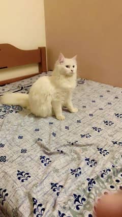 Persian Cat For sale Cantt Lahore