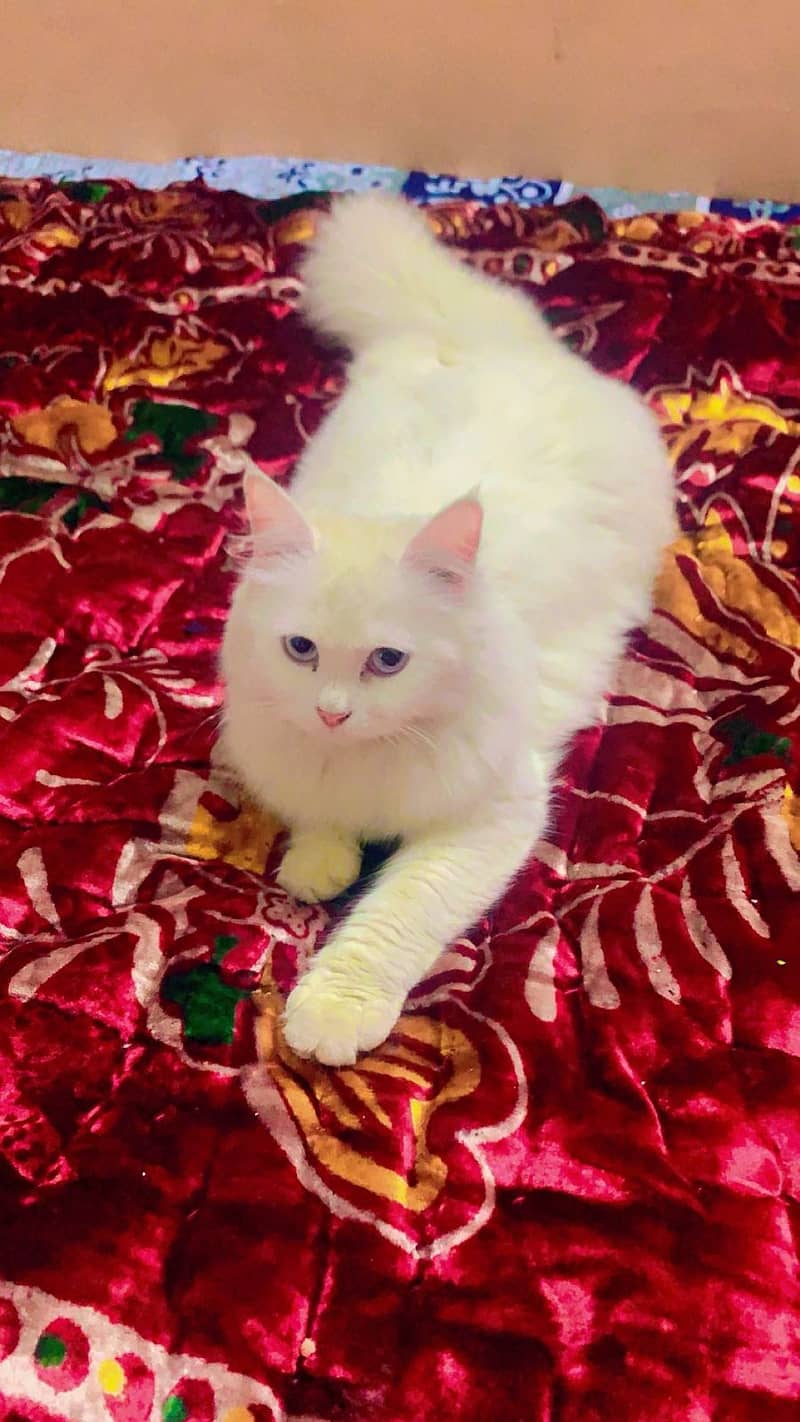 Persian Cat For sale Cantt Lahore 1