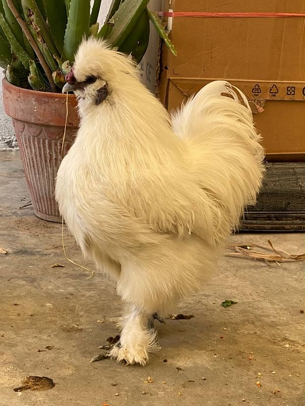 Chicks for sale Fancy white silkie / buff / aseel /polish 1