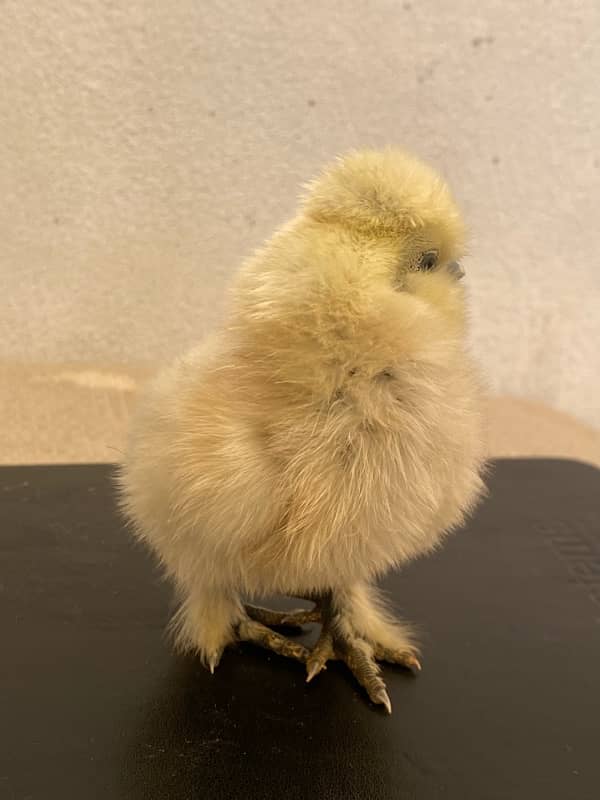 Chicks for sale Fancy white silkie / buff / aseel /polish 2