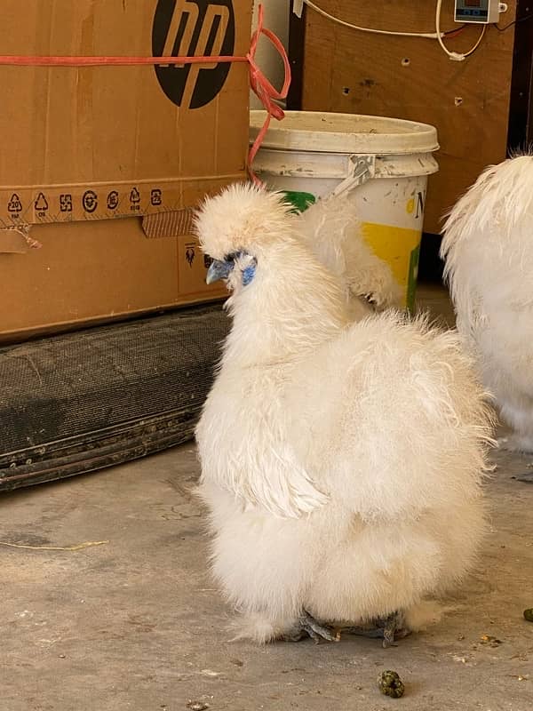 Chicks for sale Fancy white silkie / buff / aseel /polish 3