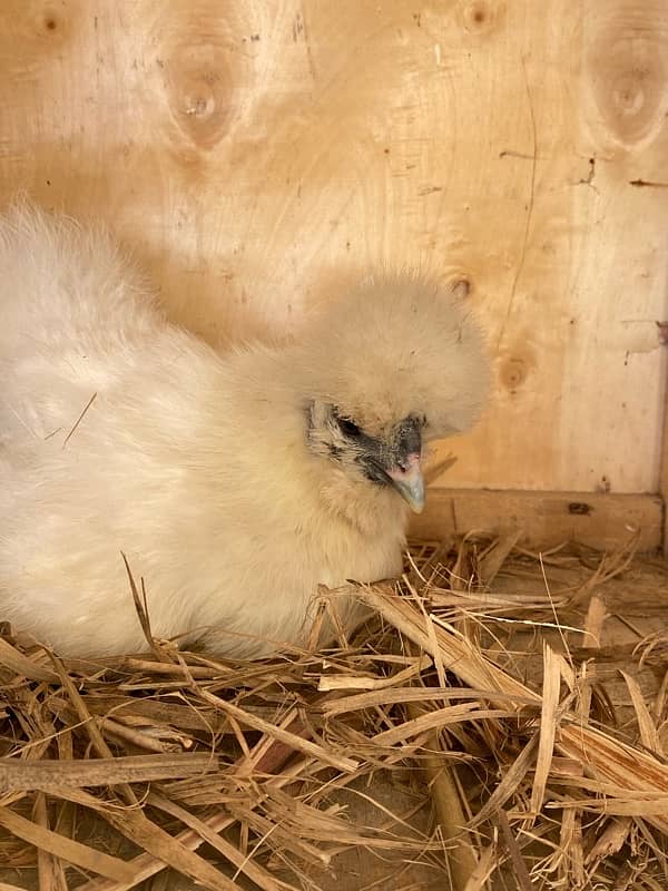 Chicks for sale Fancy white silkie / buff / aseel /polish 5