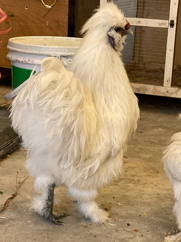 Chicks for sale Fancy white silkie / buff / aseel /polish 7