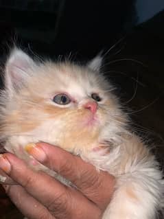 Persian kittens three parsian cat baby,s 40 day age