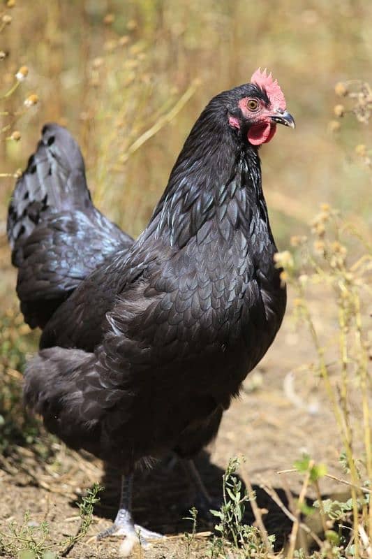 australorp female and fertile eggs available. darjan eggs 750 2