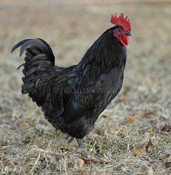 australorp female and fertile eggs available. darjan eggs 750 3