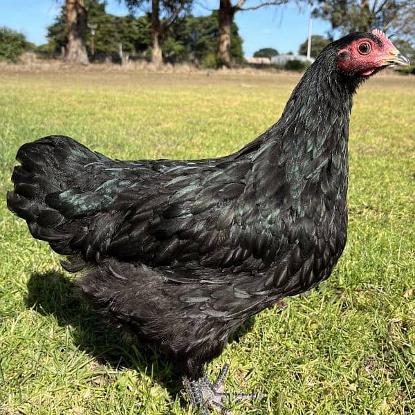 australorp female and fertile eggs available. darjan eggs 750 4