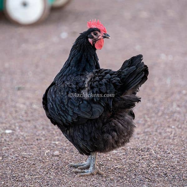 australorp female and fertile eggs available. darjan eggs 750 6