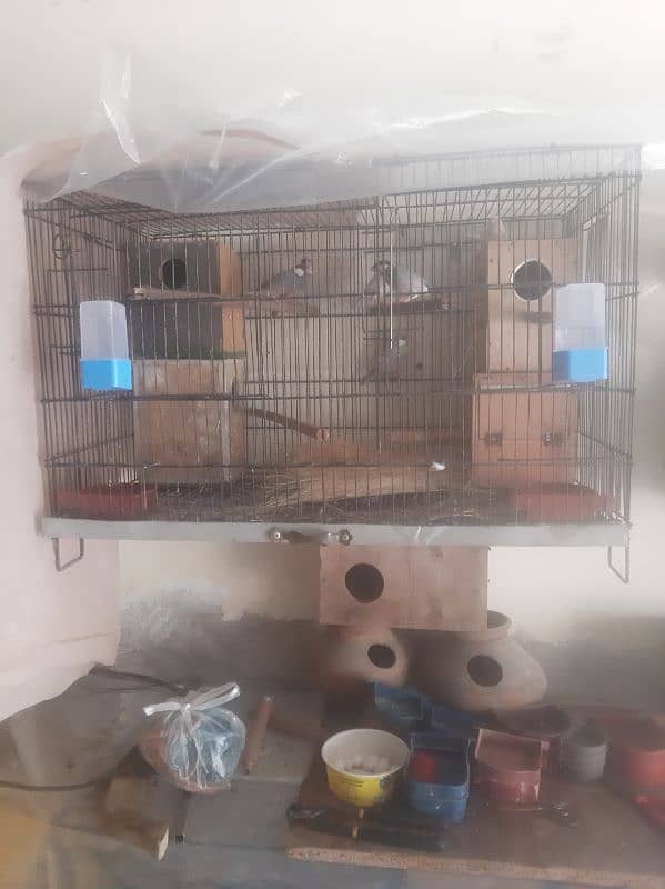 birds setup 0