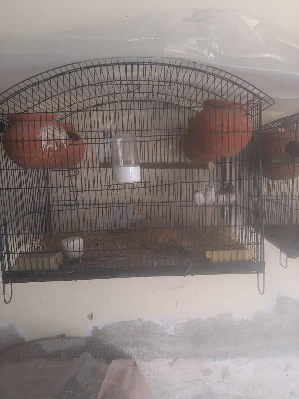 birds setup 5