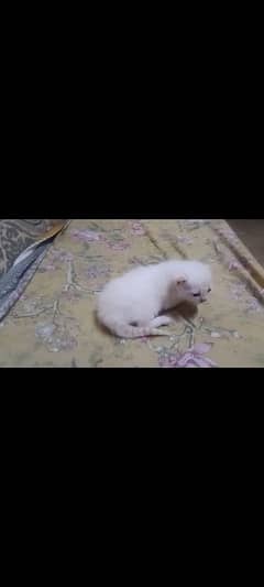 Pure White Persian Kitten Heavy Coated Pair