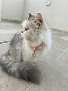 beautiful persian cat punch face available