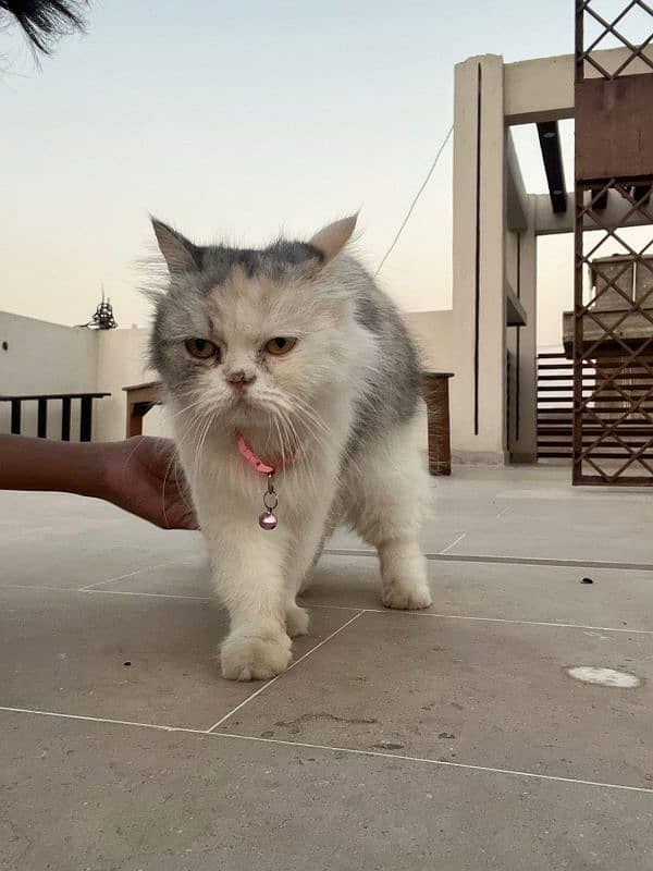 beautiful persian cat punch face available 5