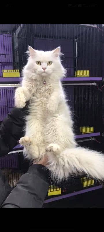 persian cat for sale 0