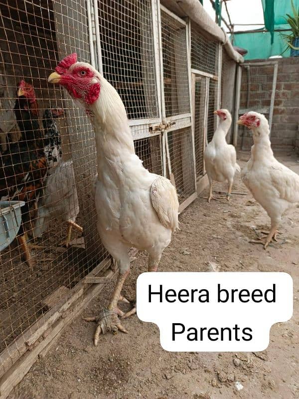 Heera aseel chicks 0