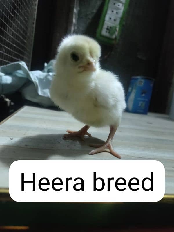 Heera aseel chicks 1