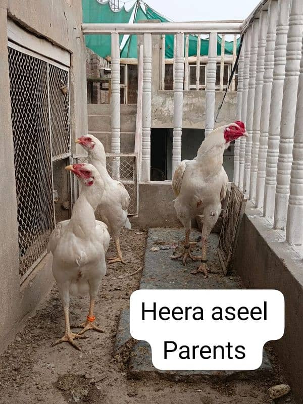 Heera aseel chicks 4