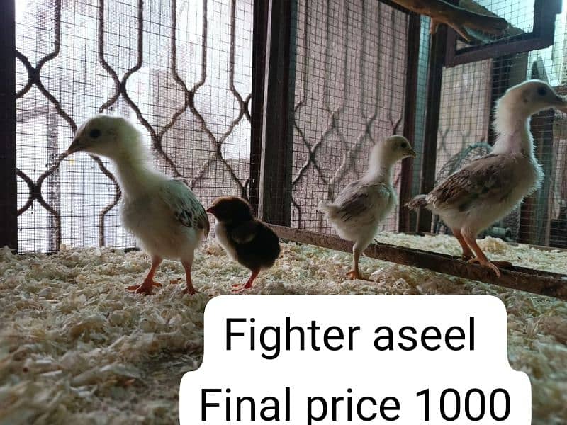 Heera aseel chicks 5