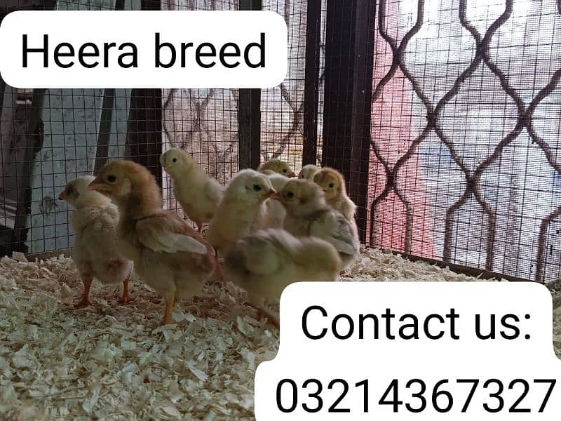 Heera aseel chicks 9