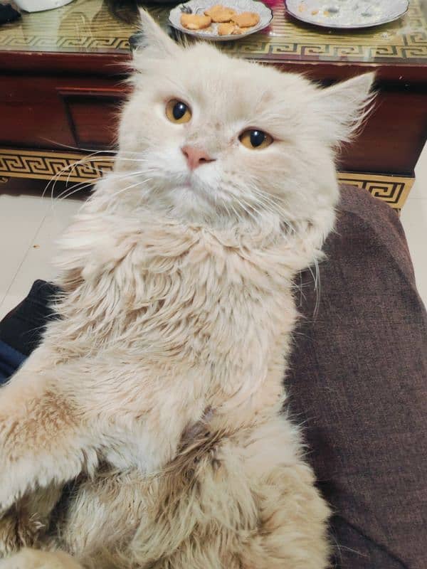 Male Persian Cat 2