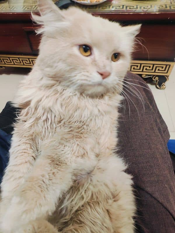 Male Persian Cat 3