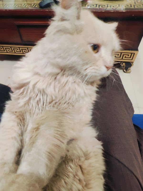 Male Persian Cat 4