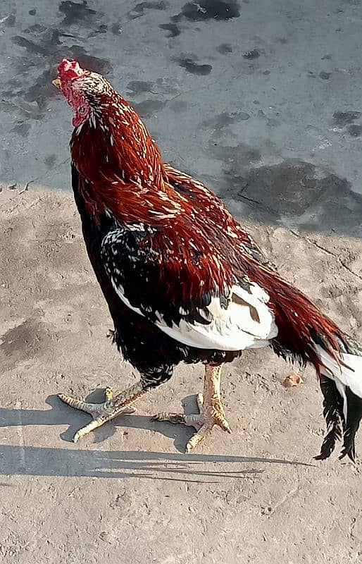 03217057689 (3 Assel Hen's for Sale details Description) price 13000 0