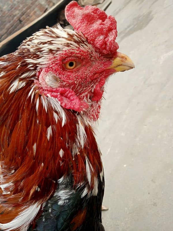 03217057689 (3 Assel Hen's for Sale details Description) price 13000 1