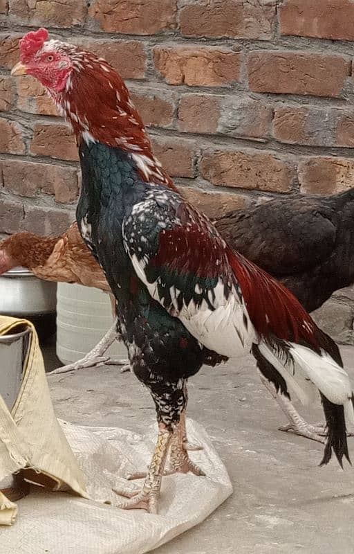 03217057689 (3 Assel Hen's for Sale details Description) price 13000 4